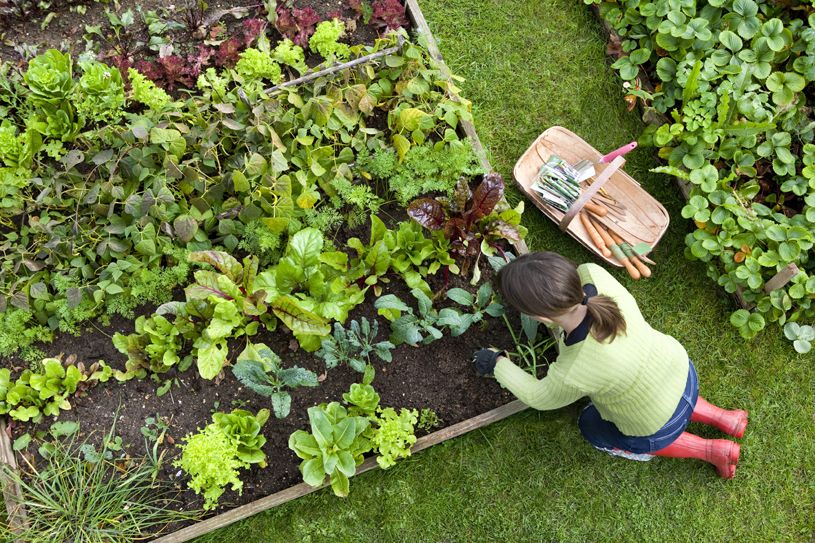 Veggie Garden